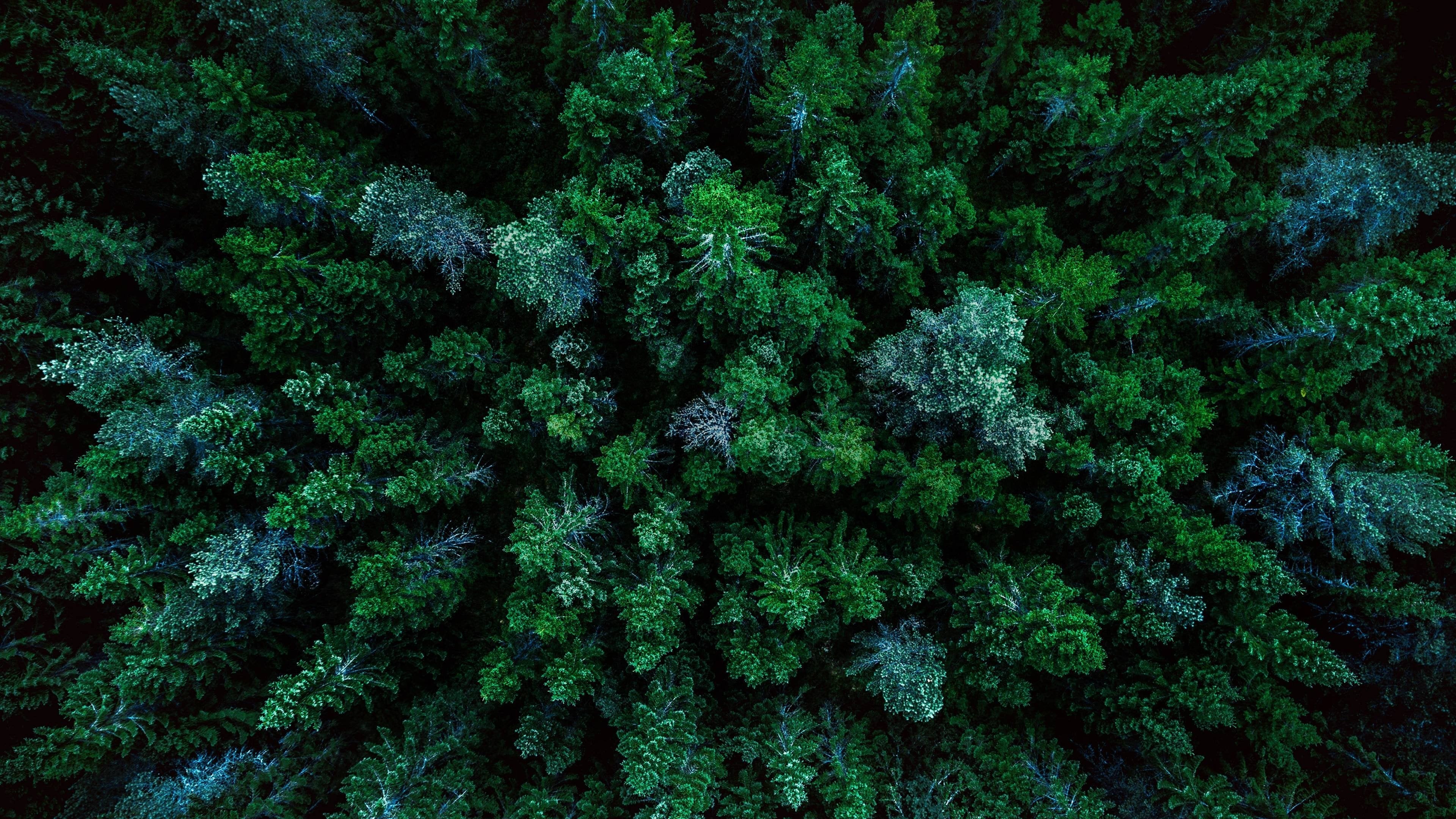 Cena de A World of Calm