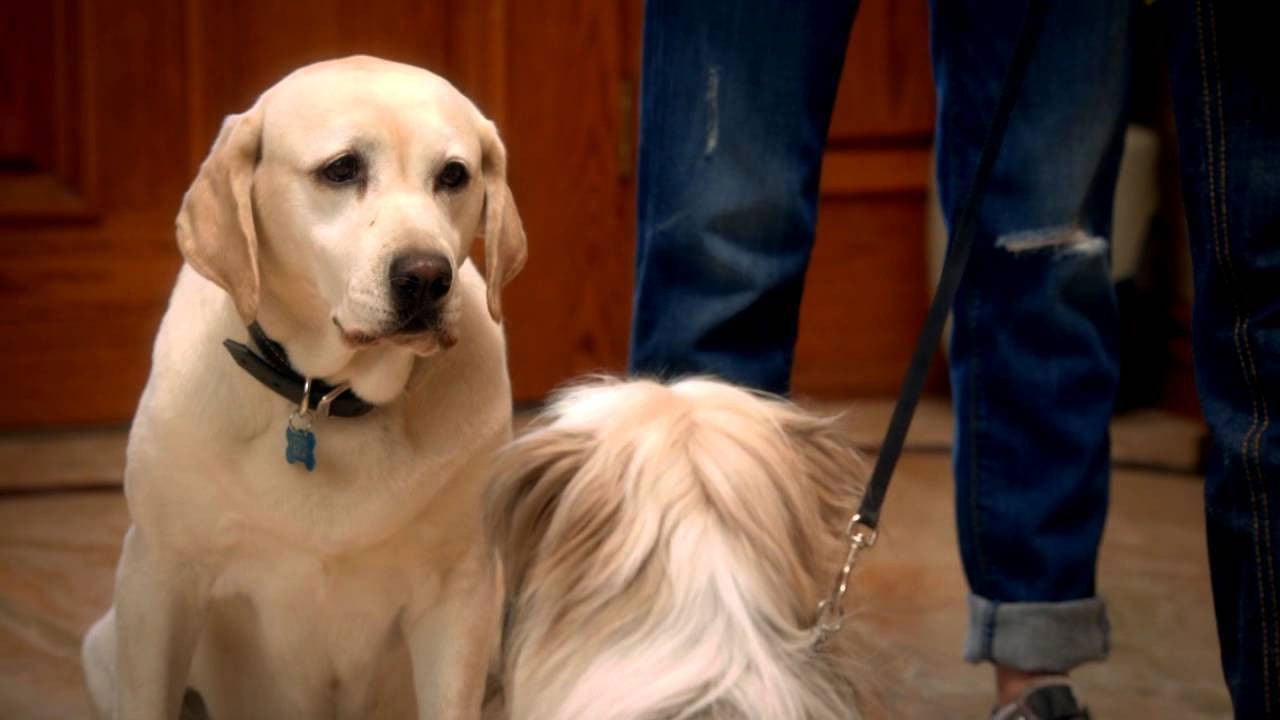 Cena do filme O Cachorro que Salvou a Páscoa