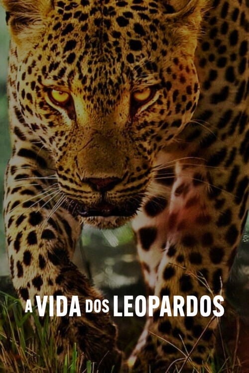 Poster do filme A Vida dos Leopardos